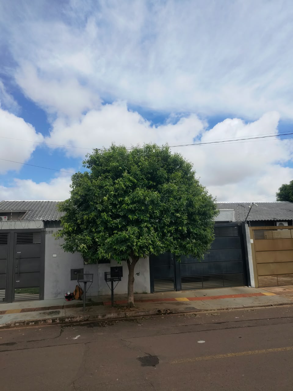 Árvore urbana podada em formato redondo na calçada